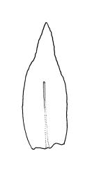Tetrodontium brownianum, perichaetial leaves. Drawn from G.O.K. Sainsbury s.n., 27 Mar. 1940, CHR 398344.
 Image: R.C. Wagstaff © Landcare Research 2017 